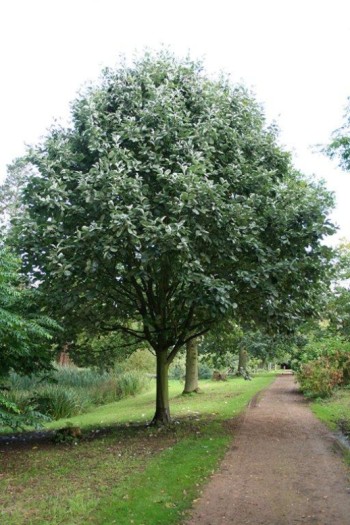 Горобина круглолиста Магніфіка | Sorbus aria Magnifica | Рябина круглолистная Магнифика